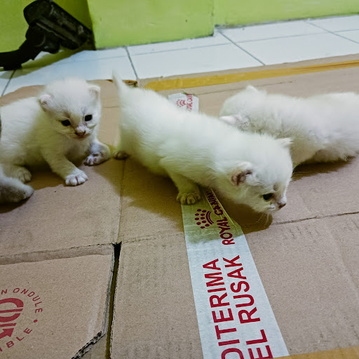 QuChink Pet Care Services