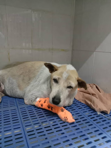 USJ Animal Clinic
