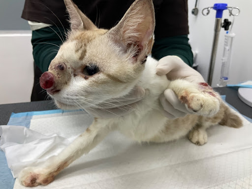 AZ Veterinary Denai Alam
