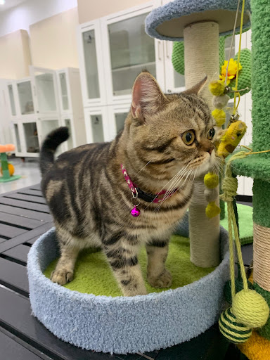 Meowever Cat Centre TTDI Jaya