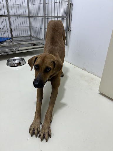 Vetico Animal Clinic Bandar Bukit Raja