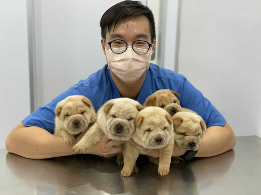 Pet Recovery Veterinary Clinic and Surgery