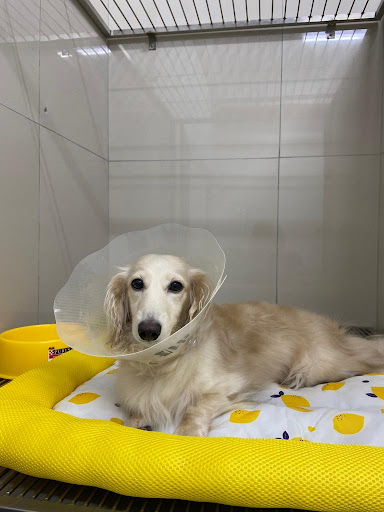 PUSAT VETERINAR HPVET ELMINA shah alam