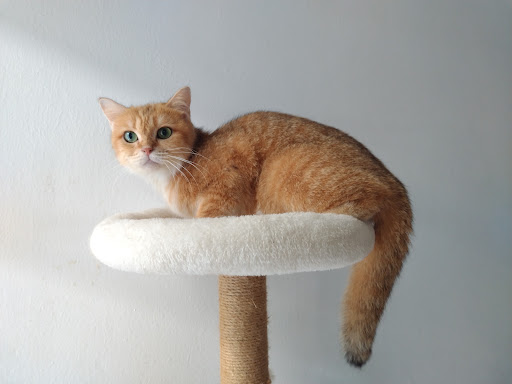 LITTLE AIN CATSHOUSE