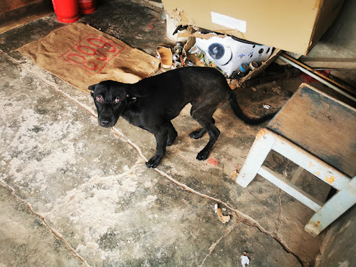 Pet First Veterinary Centre