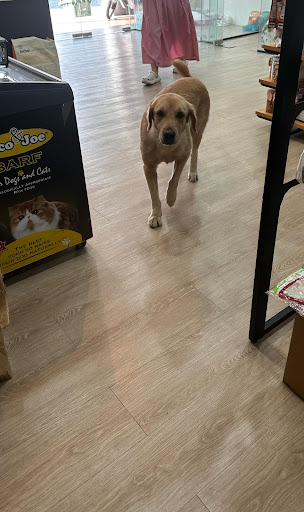 Paw Planet Bukit Tinggi