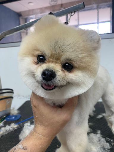 PAWFECTION GROOMING SALON