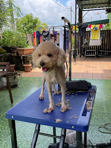 Tails Of Joy Pet Grooming (House Call)