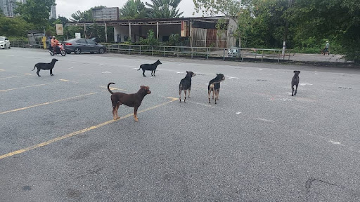 Klinik Haiwan Dan Surgeri Wawasan