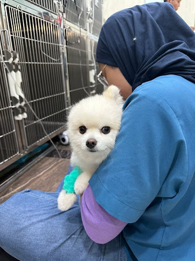 Kota Damansara Veterinary Centre | Surgical Centre | Weekday Night Clinic