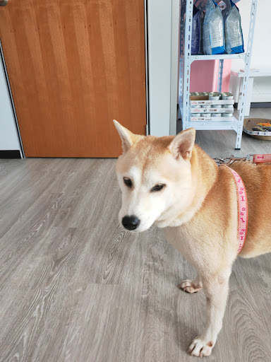 Klinik Haiwan Head To Tail