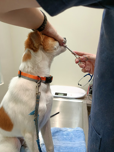 Dr Dolittle Veterinary Clinic