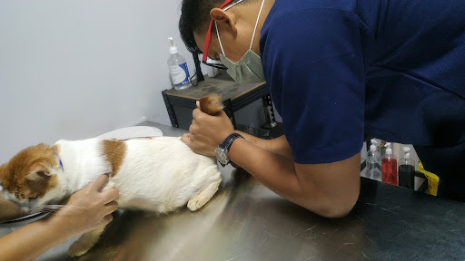 Cat Buddy Veterinary Clinic and Surgery