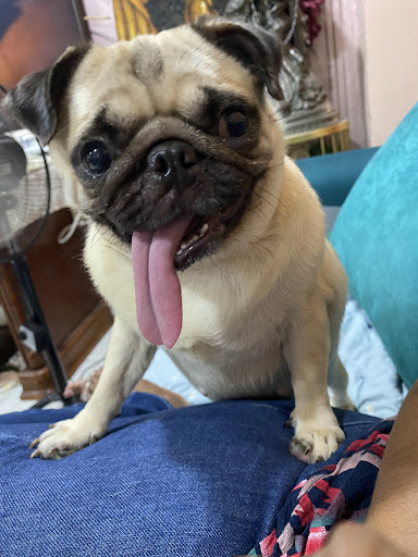 Jack's Veterinary Clinic