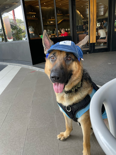 Citivet Animal Clinic