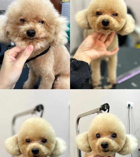 PetsValley Kennel Puchong 微利宠物铺 - Pet Hotel , Grooming , DayCare , Boarding & Retail