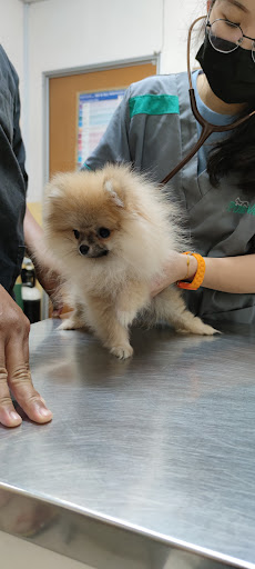 St. Angel Animal Medical Centre