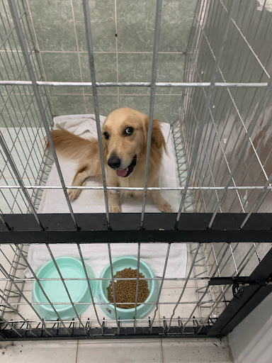 Mission Veterinary Clinic and Surgery Shah Alam