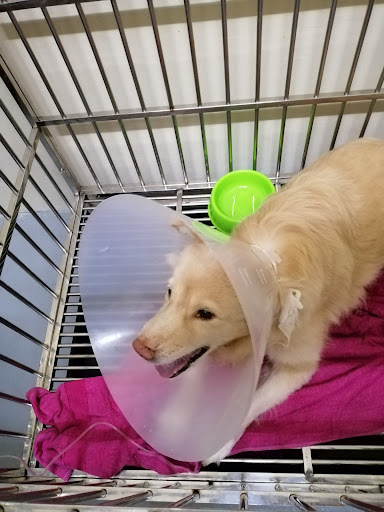 Klinik Veterinar dan Surgeri Olive Hill (Emergency Hours)