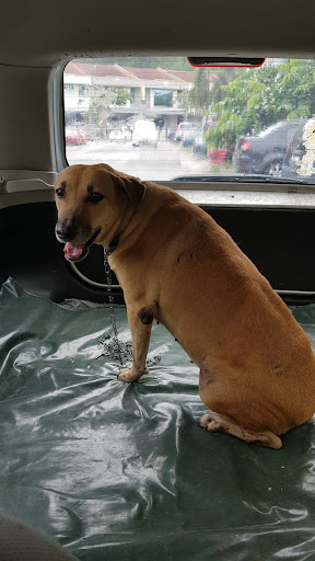 Loo Veterinary Wellness Clinic