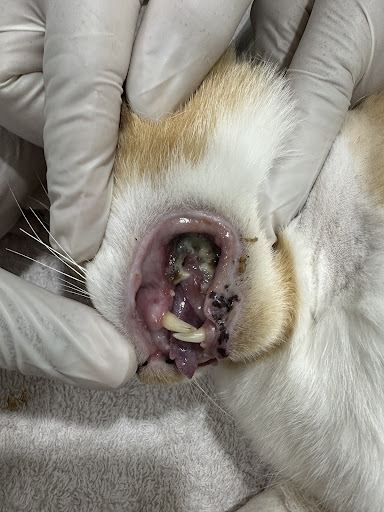 Iman Veterinary and Surgery