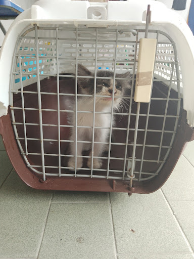 Kelinik Veterinar Satu