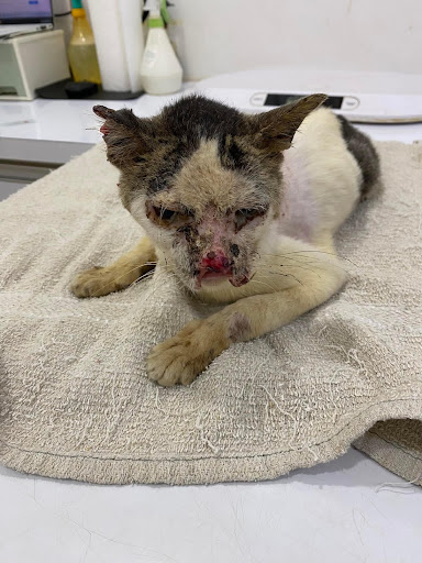 Klinik Haiwan KT-Kuala Terengganu (Jalan Lapangan Terbang-Hadapan Stadium Gong Badak))