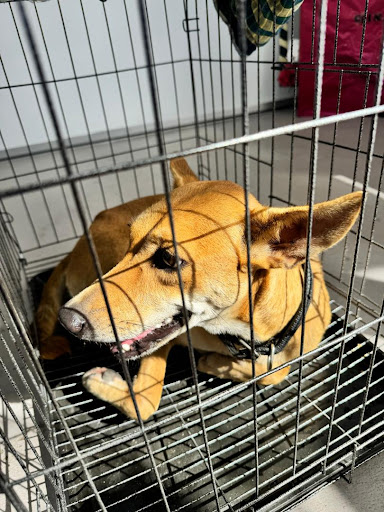 Introvet Animal Clinic
