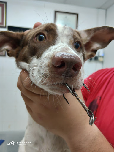 Grace Veterinary Centre