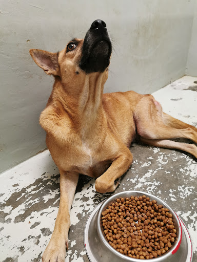 Koh Veterinary Service