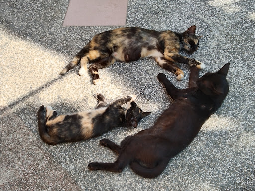 BP VETCARE CLINIC