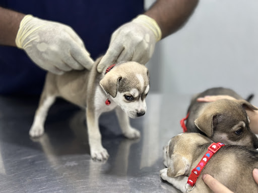Nagavet Animal Clinic