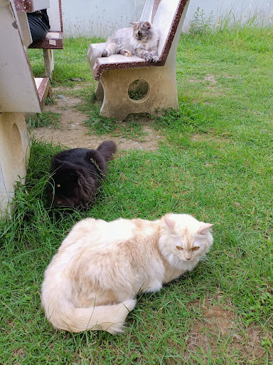 HOTEL KUCING PERLIS