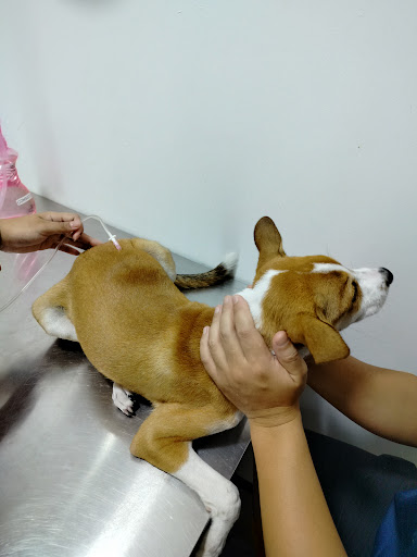 SANCTUARY Veterinary Clinic