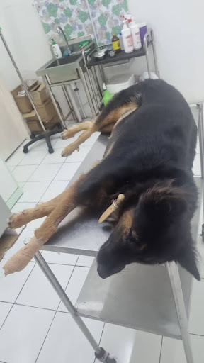 Sabah Veterinary Services & Supplies (SVSS) Animal Clinic