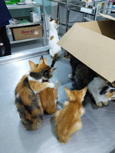 Klinik Veterinar Hot Spring