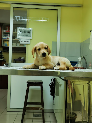 City Veterinary Centre