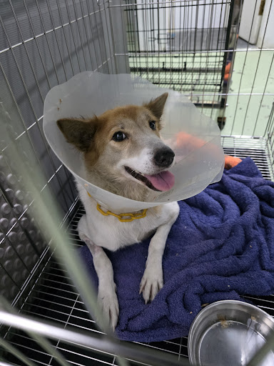 Caring Paws Veterinary Clinic