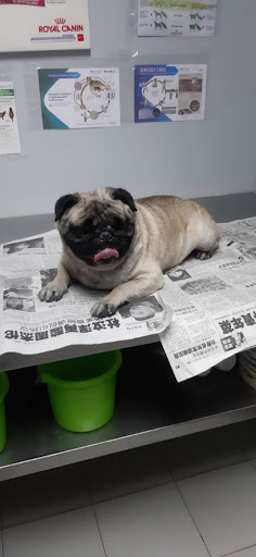 Ai Love Animals Clinic