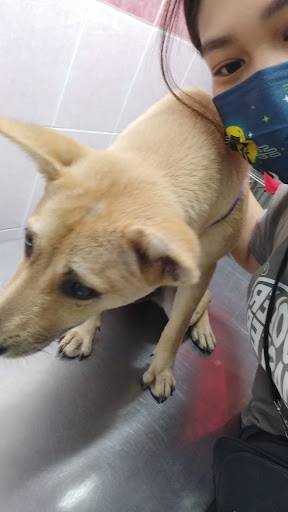 Country Veterinary Centre