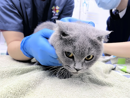 PM Veterinary Clinic • Batu Kawa