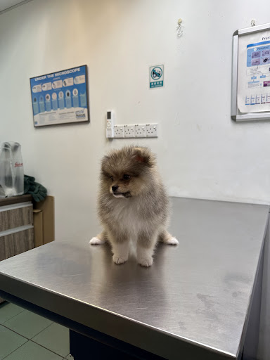 Brighton Veterinary Clinic