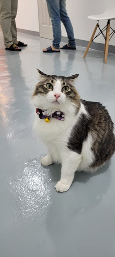 Al Hayy Vet Clinic and Surgery