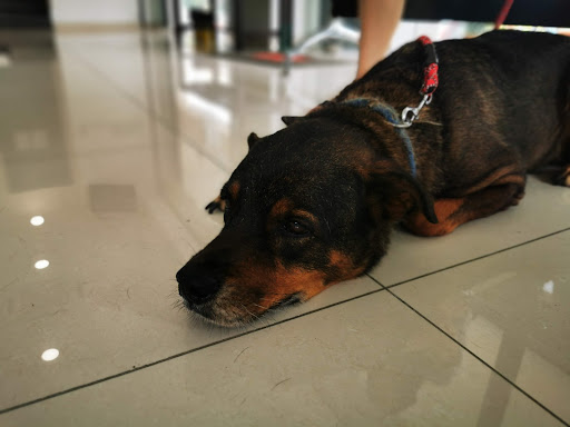 Animed Veterinary Center (Balakong)