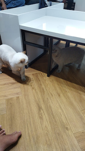 Catnest Veterinary Clinic (Bandar Tun Hussein Onn Cheras)