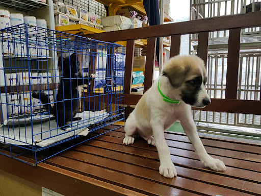 Klinik Veterinar Mayo