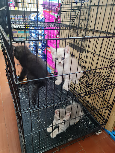 Cat & Dog Lovely Pet House Tanjong Karang
