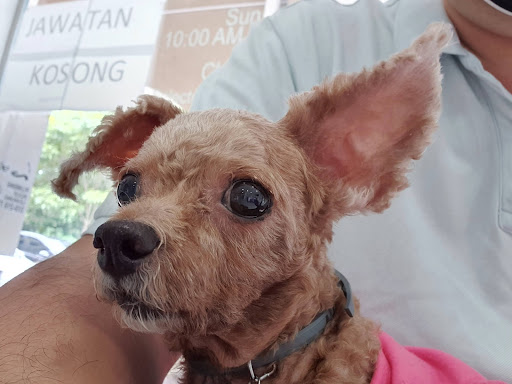 Selayang Veterinary Clinic | Klinik Haiwan Selayang