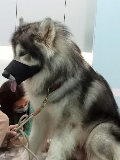 Passionate Animal Clinic Bandar Seri Coalfields