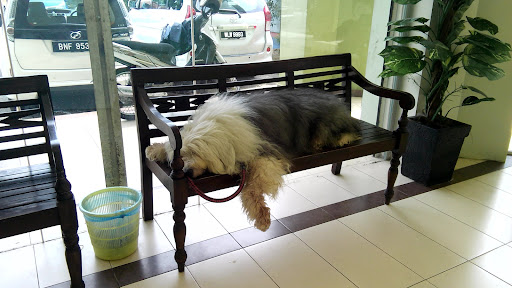 St. Angel Animal Medical Centre • Open for Emergency